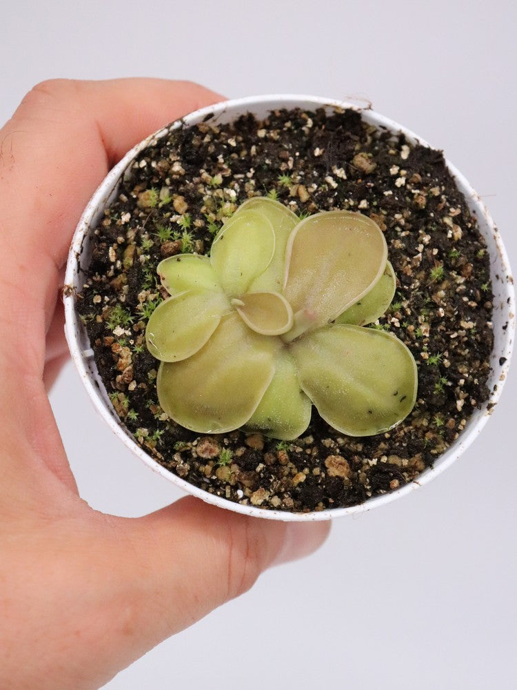 Pinguicula moranensis "Huahuapan x Cyclamen"