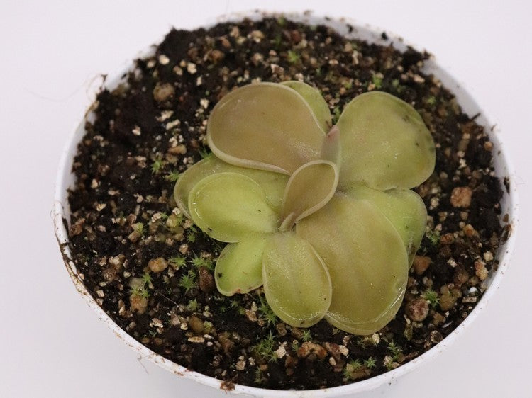 Pinguicula moranensis "Huahuapan x Cyclamen"