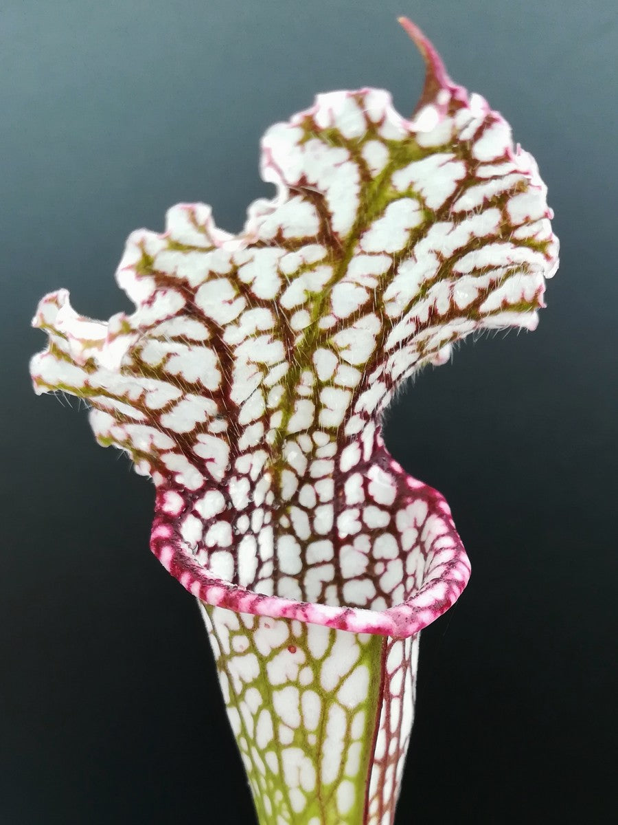 Sarracenia leucophylla "Pink lip Red and White" Srba