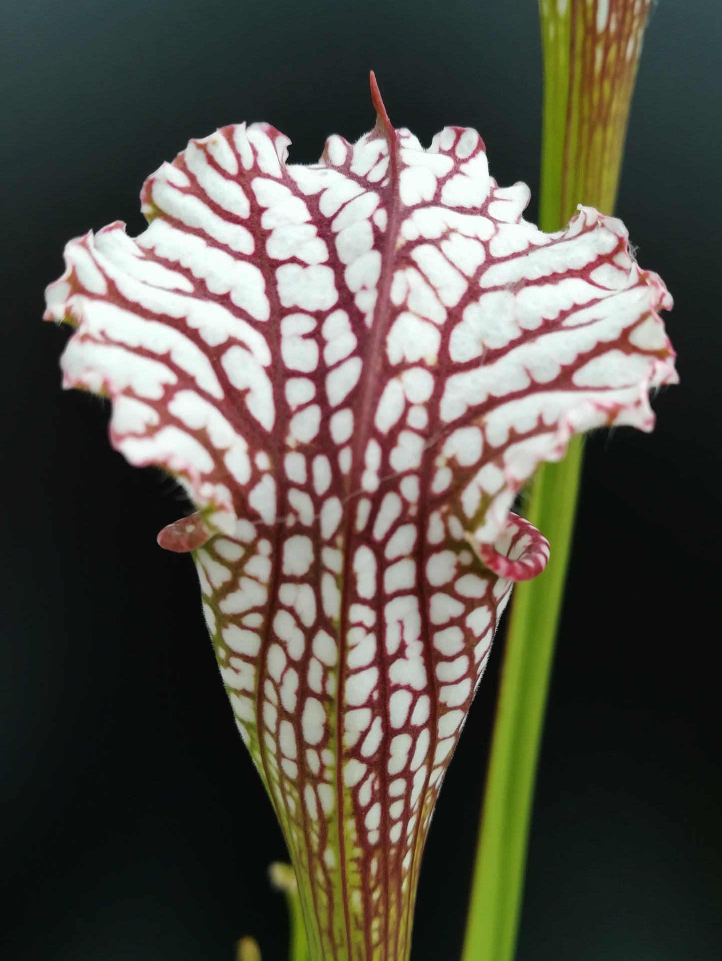 Sarracenia leucophylla "Pink lip Red and White" Srba