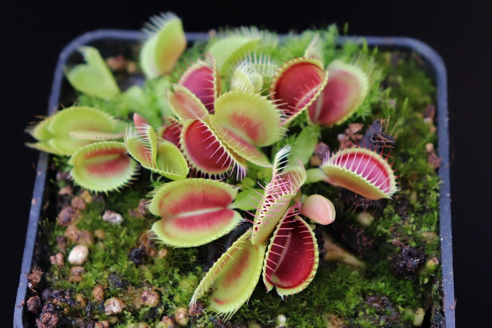 Dionaea muscipula „Pluto“
