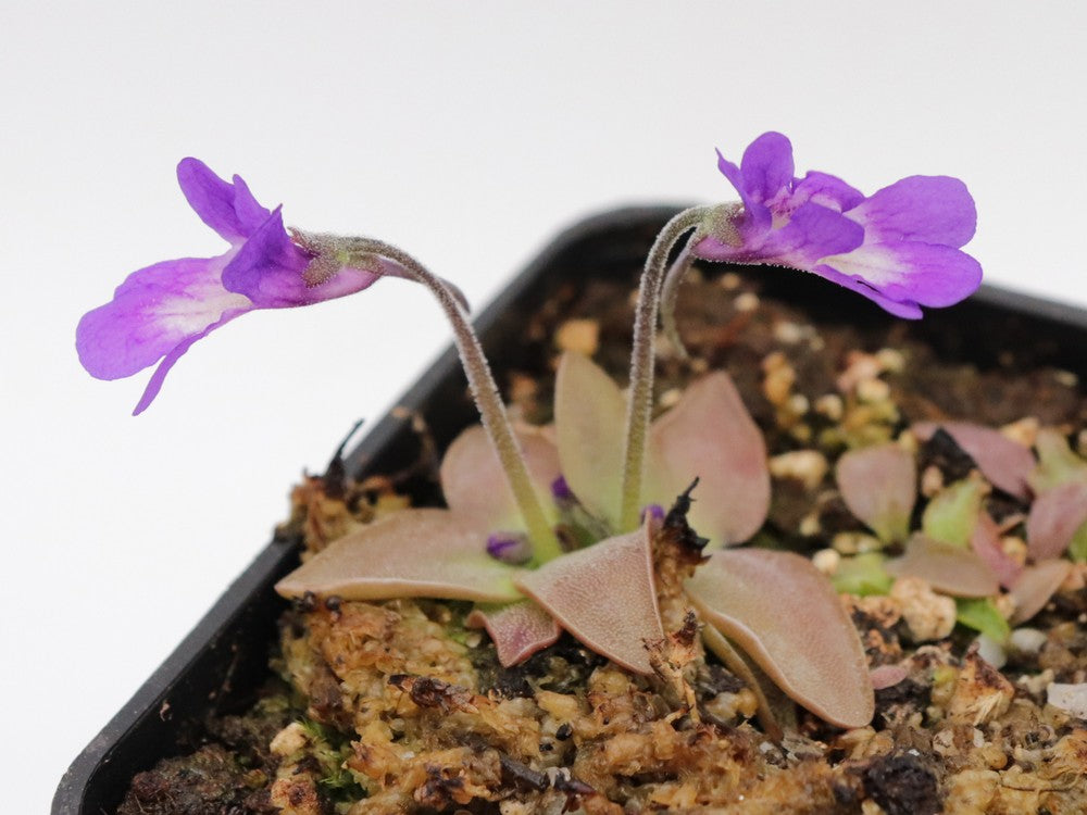 Pinguicula poldinii