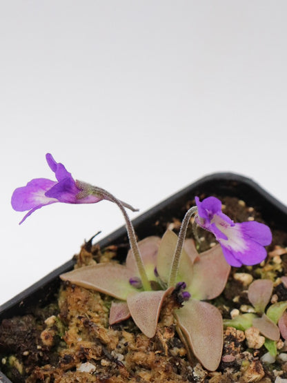 Pinguicula poldinii