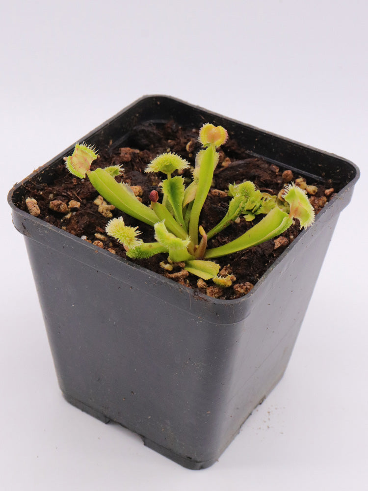 Dionaea muscipula "Pom Pom"