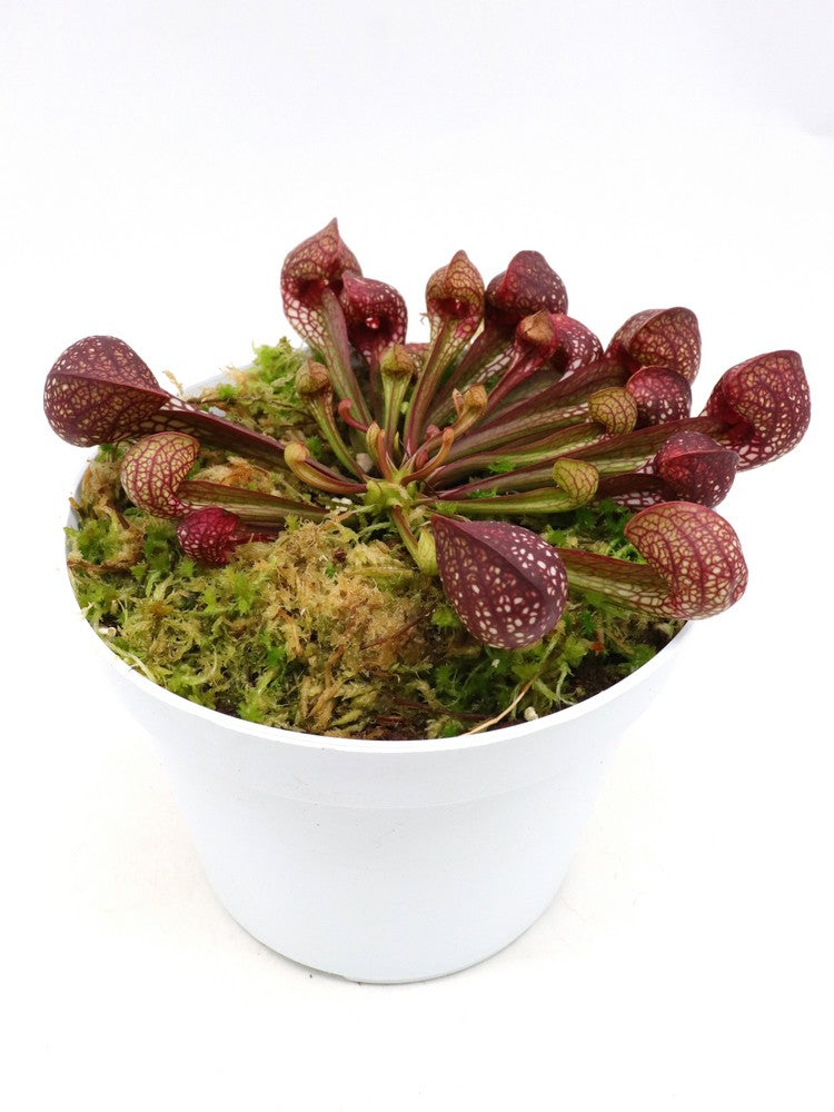 Sarracenia psittacina „Orangenblüte“