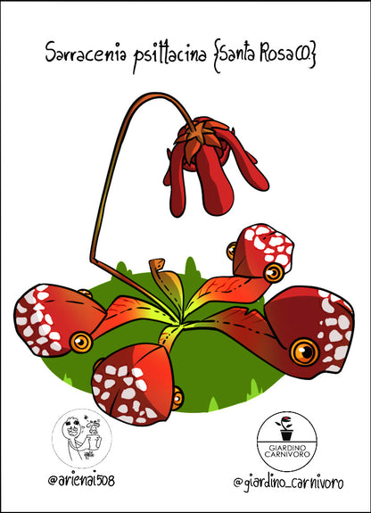 STICKER SARRACENIA PSITTACINA  6 CM X 8,3 CM