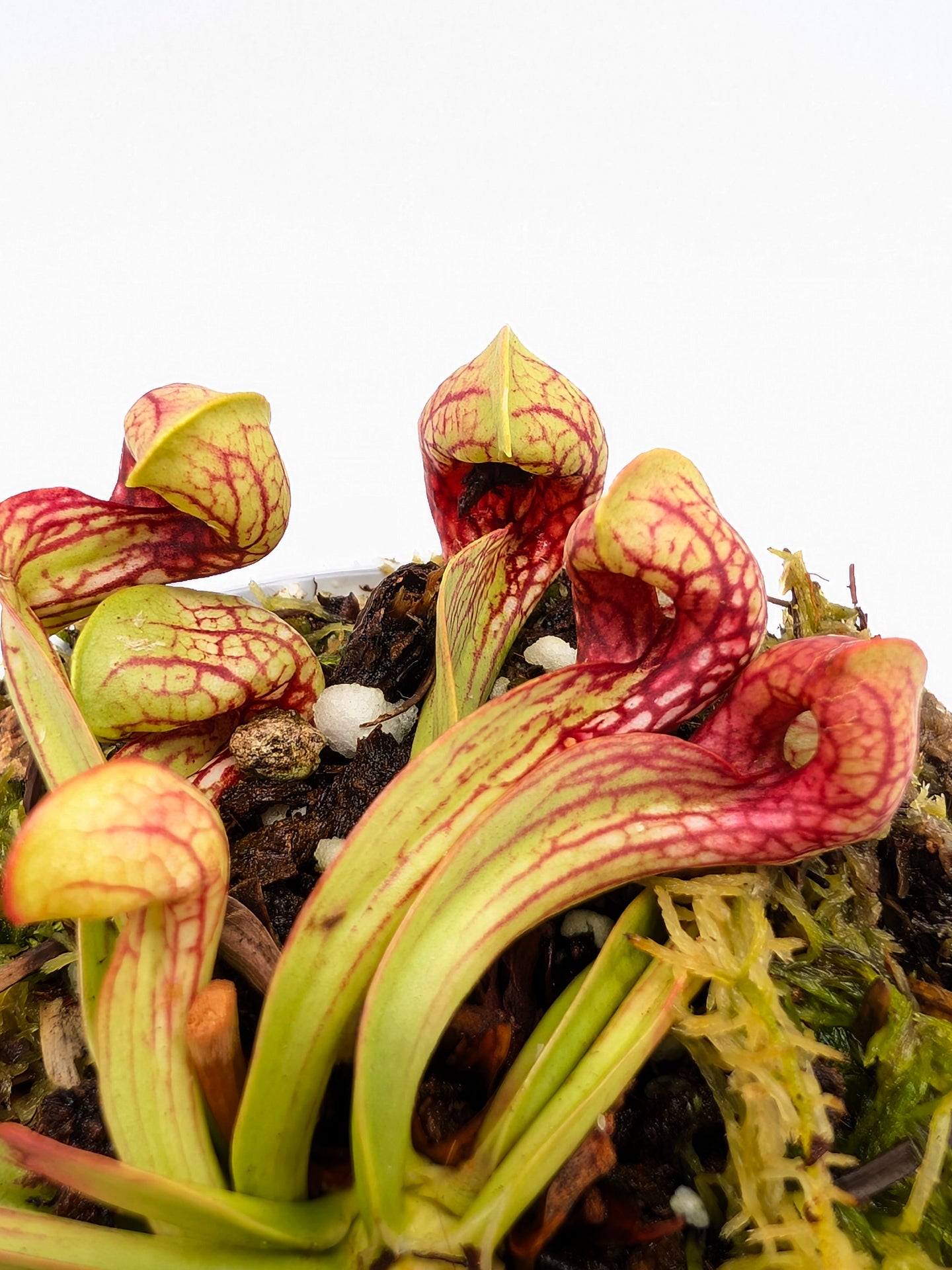 Sarracenia psittacina var. okefenokeensis "Very Colorfull" Wewahitchka FL