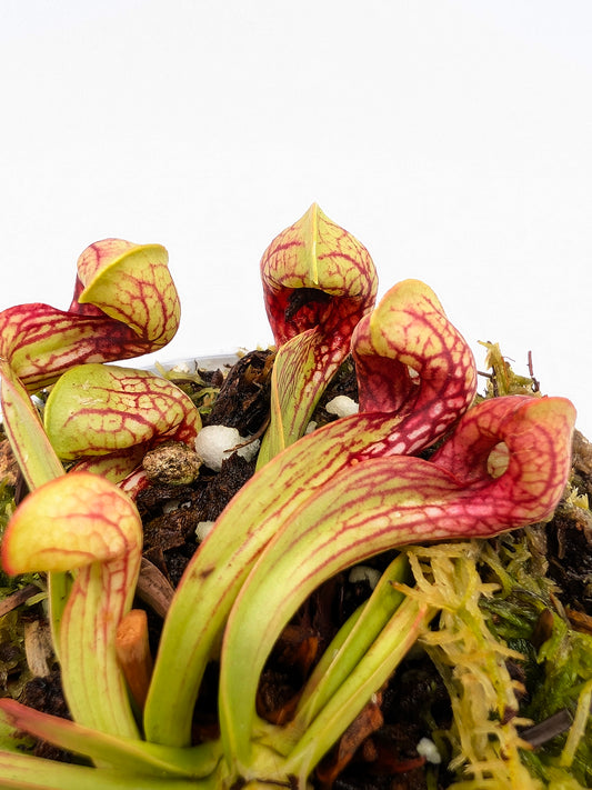 Sarracenia psittacina var. okefenokeensis "Very Colourfull" Wewahitchka FL