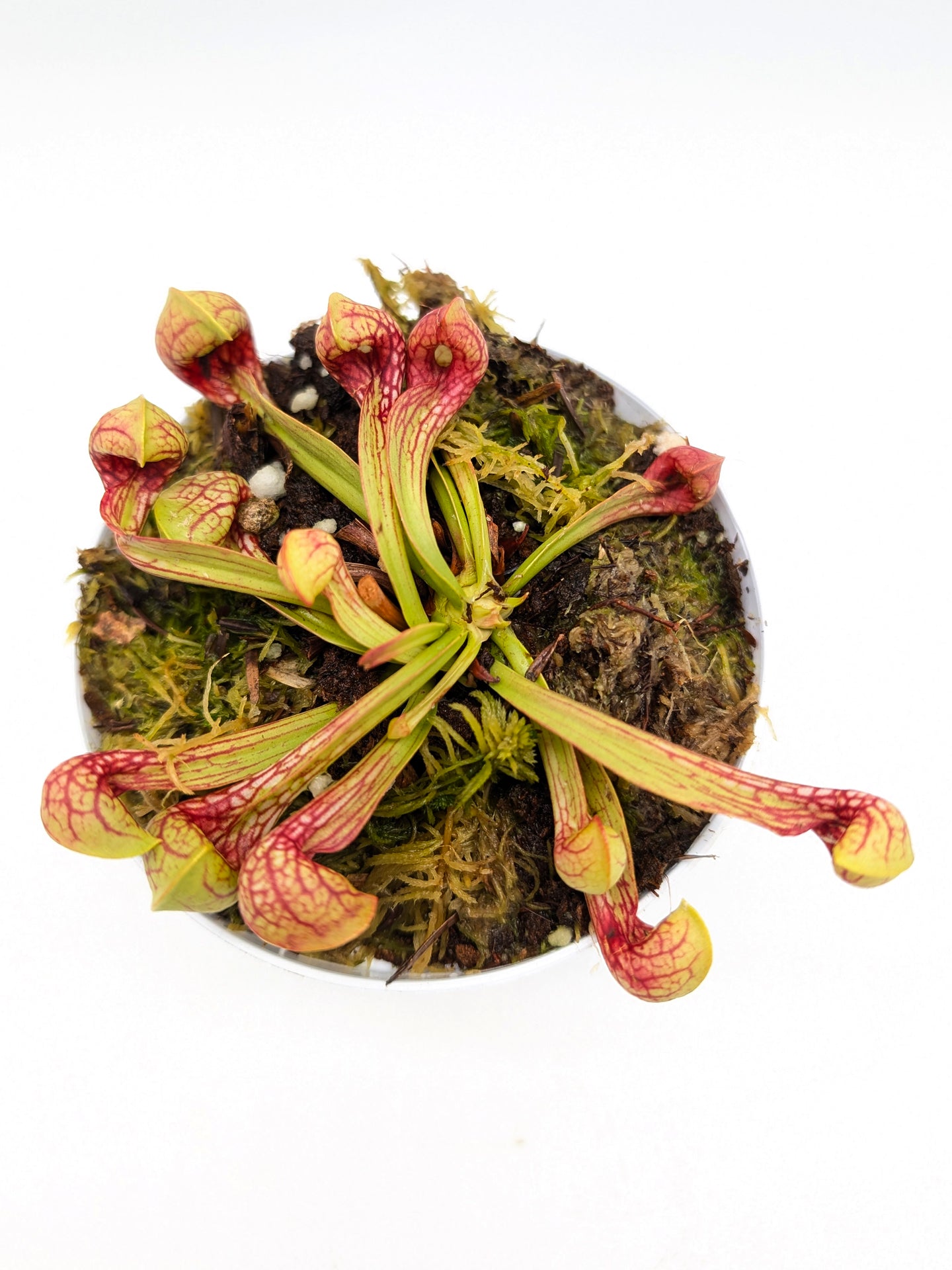 Sarracenia psittacina var. okefenokeensis "Very Colorfull" Wewahitchka FL