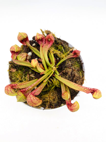 Sarracenia psittacina var. okefenokeensis "Very Colorfull" Wewahitchka FL