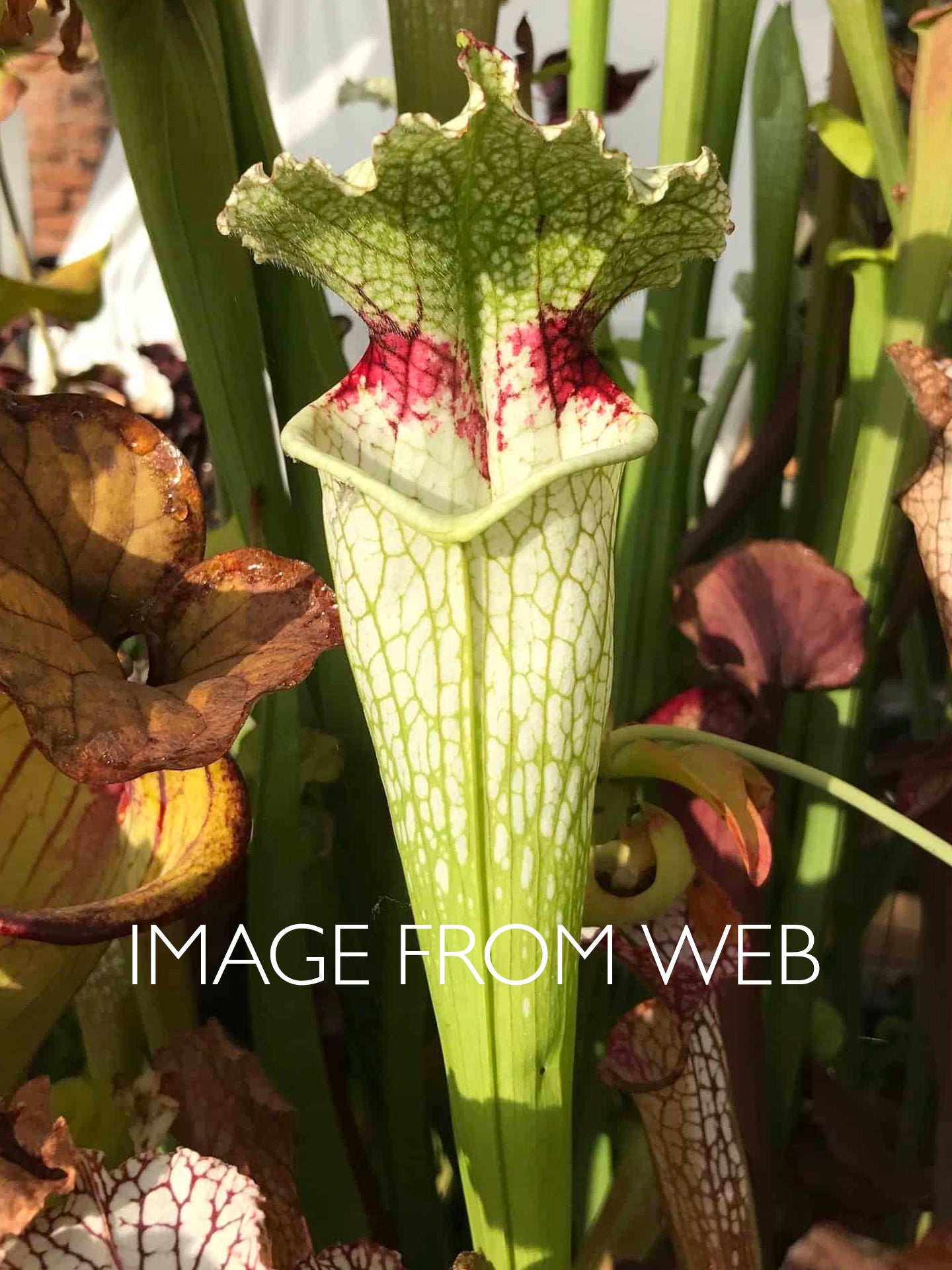 Sarracenia "Purple tonsil"