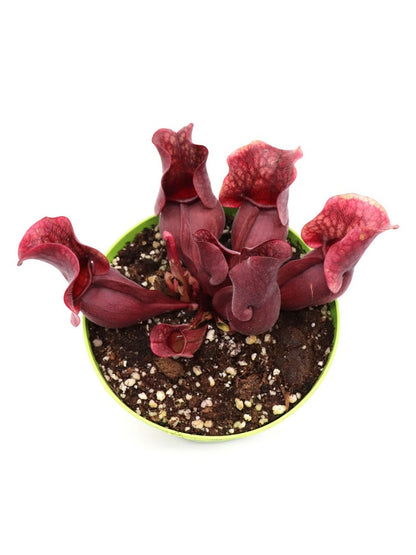 Sarracenia purpurea ssp. venosa "All red"