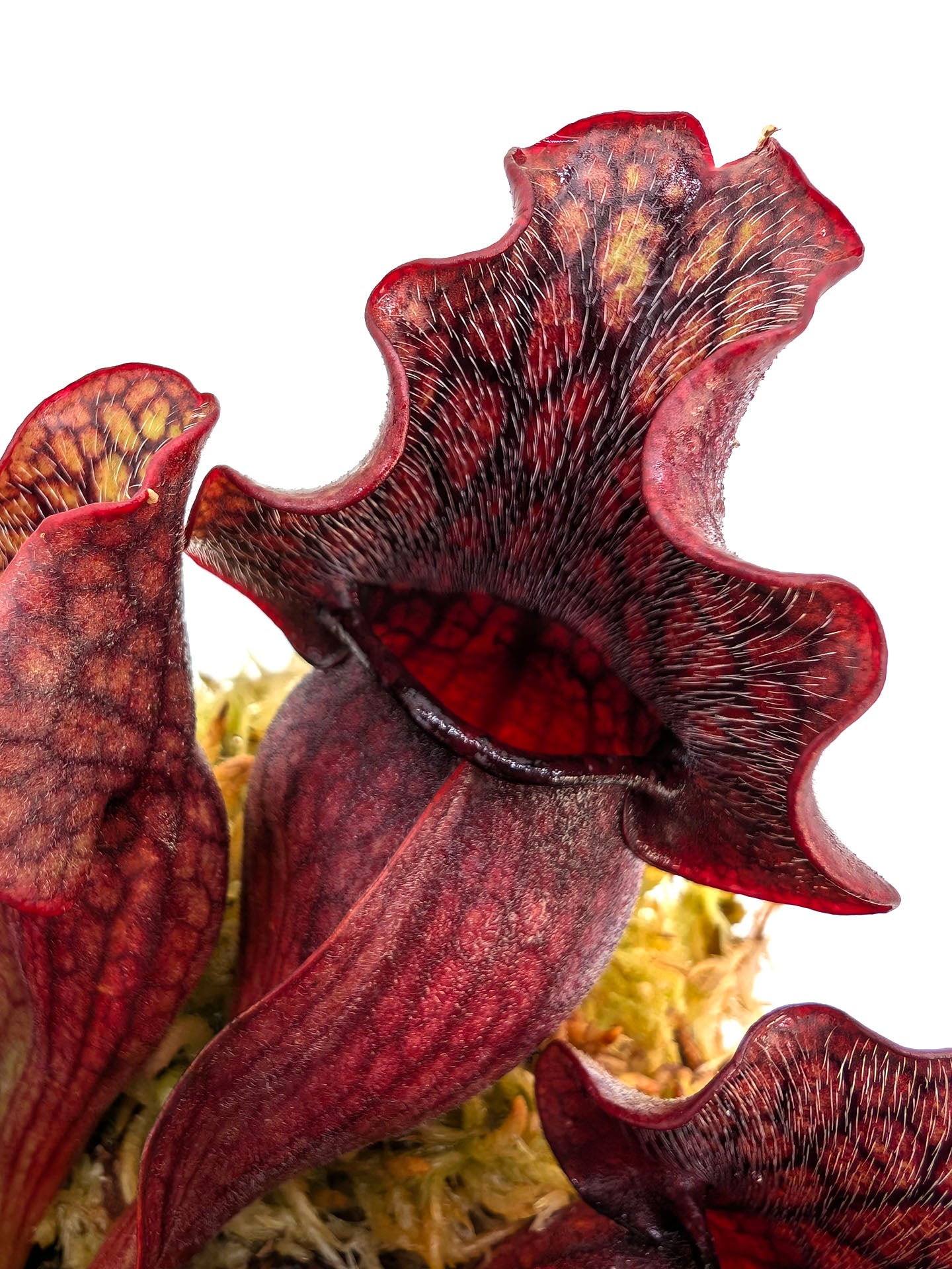 ASTA 3: Sarracenia purpurea ssp. venosa "Small Dark Ruffled"
