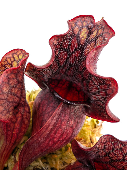 ASTA 3: Sarracenia purpurea ssp. venosa "Small Dark Ruffled"