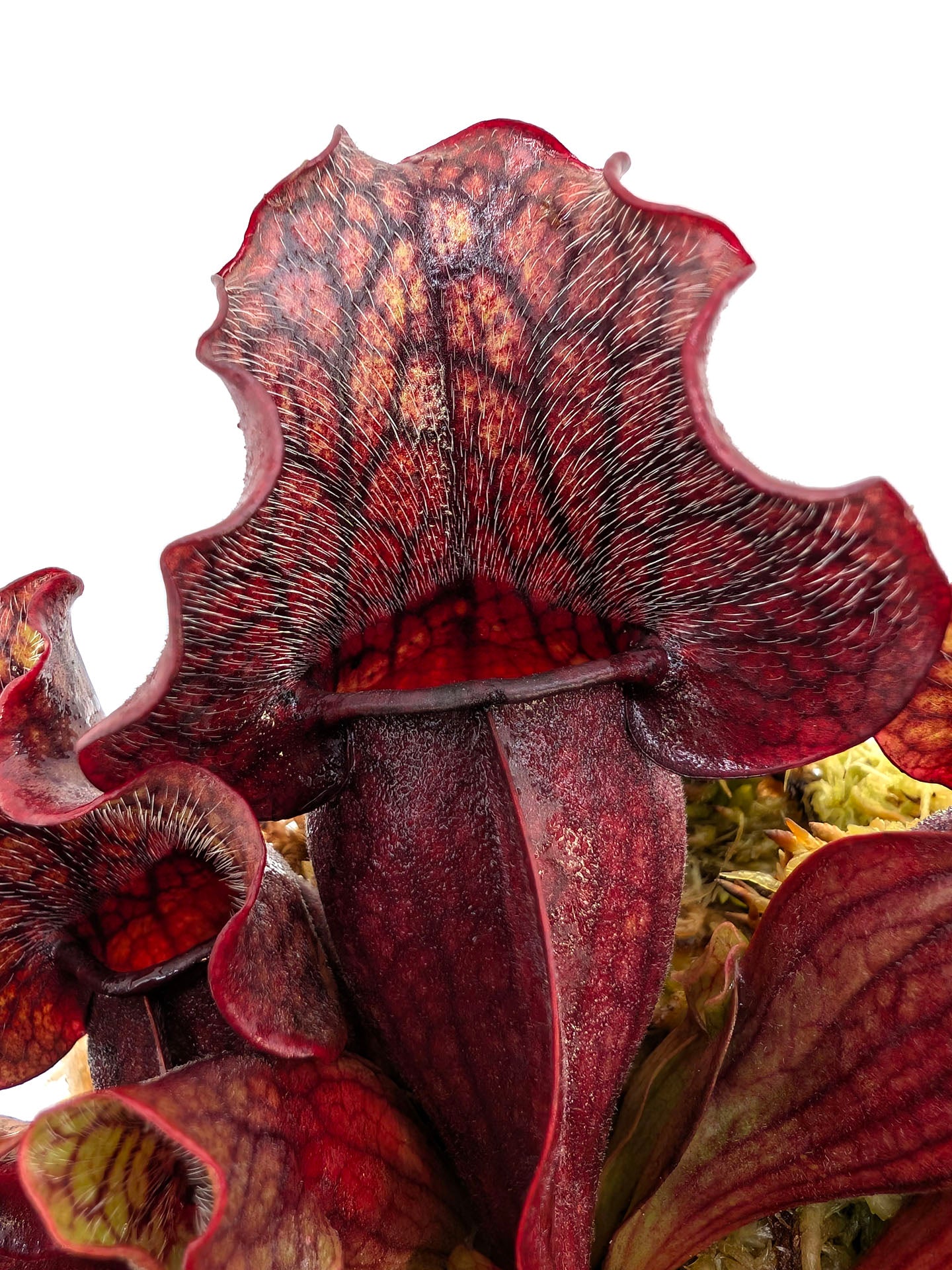 ASTA 3: Sarracenia purpurea ssp. venosa "Small Dark Ruffled"