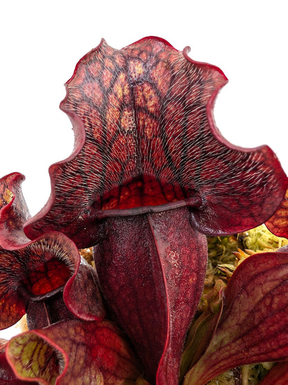 ASTA 3: Sarracenia purpurea ssp. venosa "Small Dark Ruffled"
