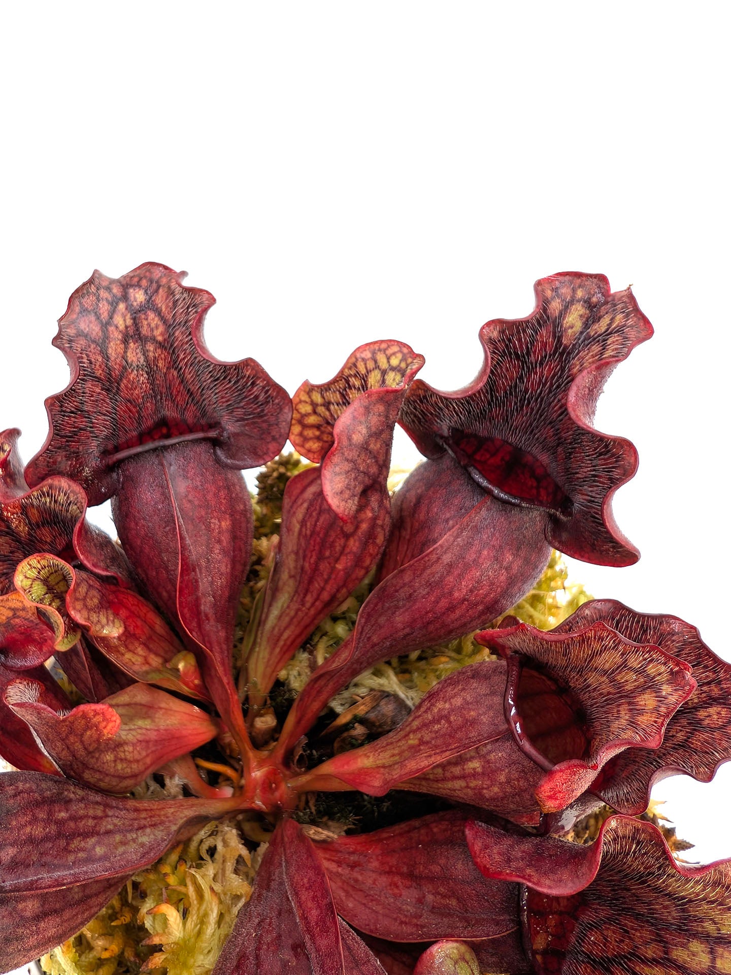 ASTA 3: Sarracenia purpurea ssp. venosa "Small Dark Ruffled"