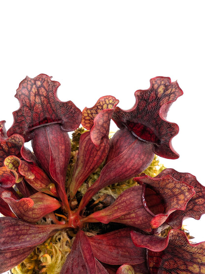 ASTA 3: Sarracenia purpurea ssp. venosa "Small Dark Ruffled"