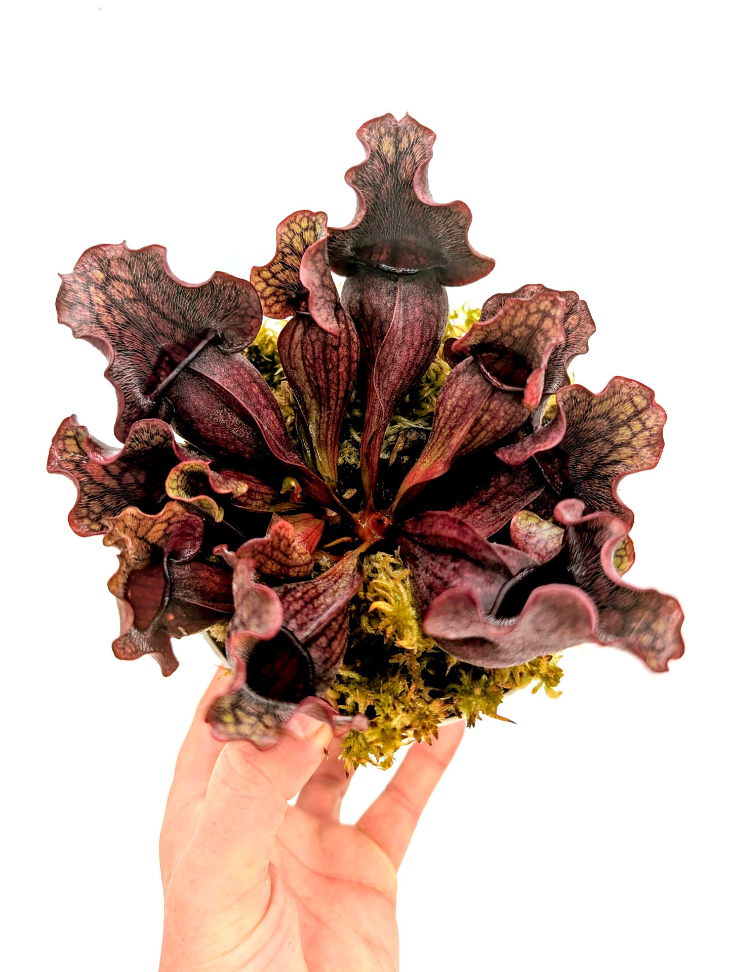 ASTA 3: Sarracenia purpurea ssp. venosa "Small Dark Ruffled"
