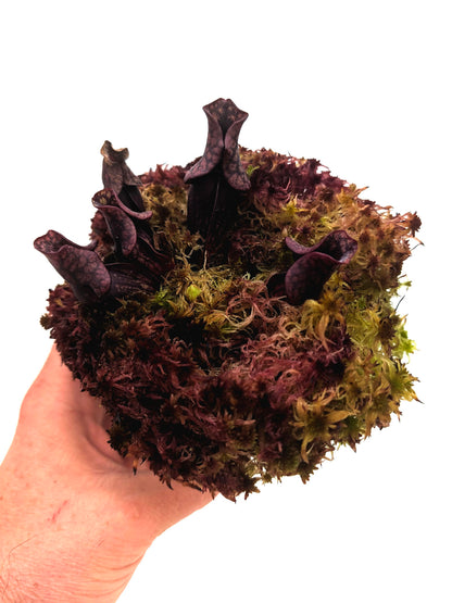 AUCTION 4: Sarracenia purpurea ssp. venosa "MINI BLACK" in live sphagnum moss
