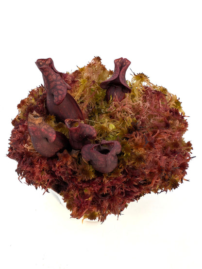 AUCTION 4: Sarracenia purpurea ssp. venosa "MINI BLACK" in live sphagnum moss
