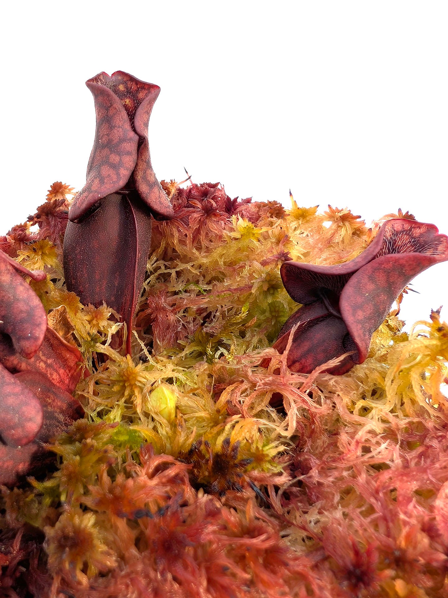 AUCTION 4: Sarracenia purpurea ssp. venosa "MINI BLACK" in live sphagnum moss