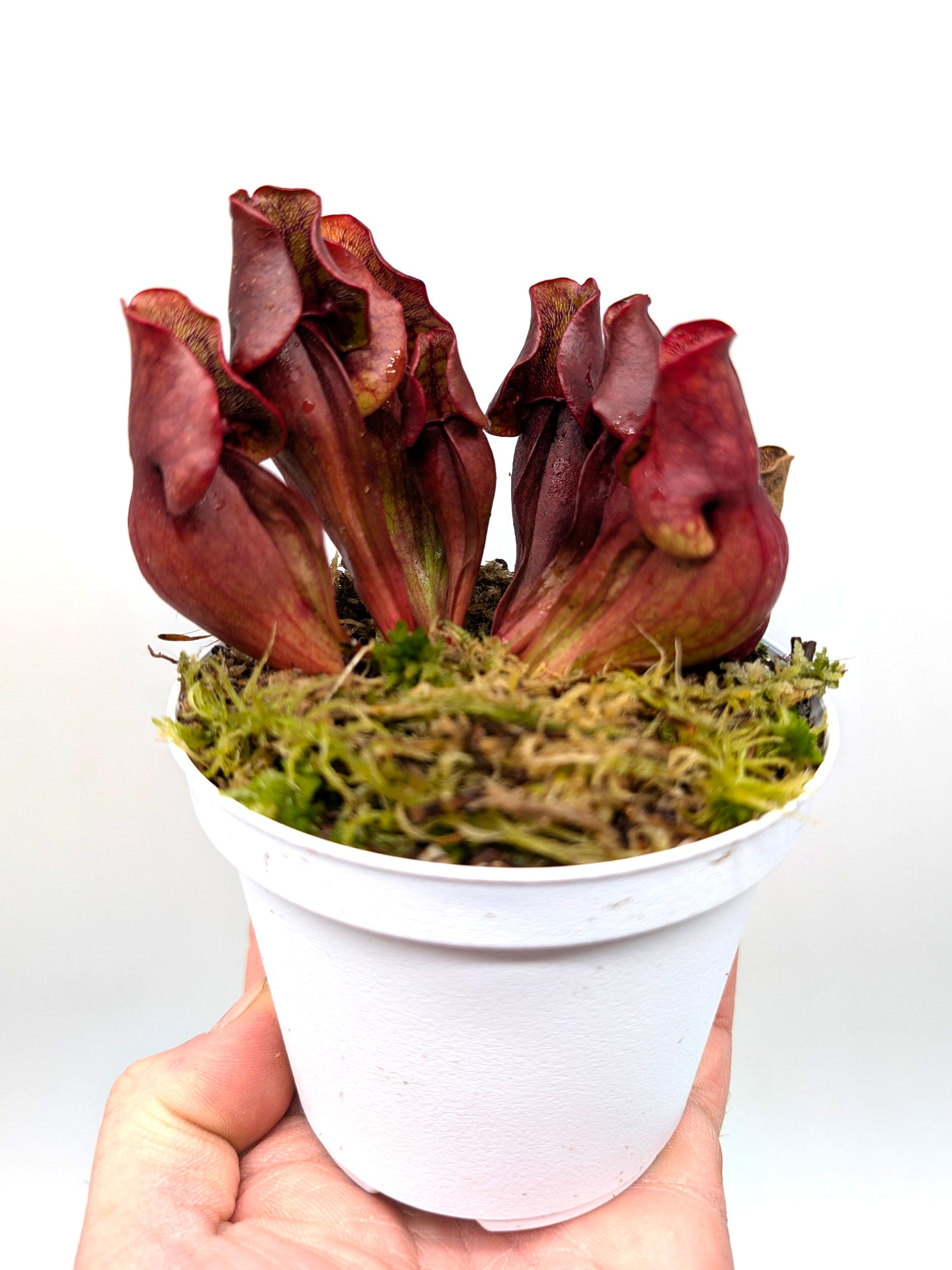 Sarracenia purpurea ssp. purpurea "Dark Red Form" Moss Lake, Grey Co.