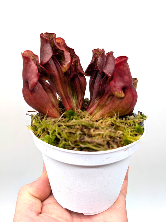 Sarracenia purpurea ssp. purpurea "Dark Red Form" Moss Lake, Gray Co.