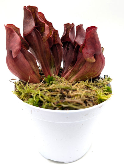 Sarracenia purpurea ssp. purpurea "Dark Red Form" Moss Lake, Grey Co.