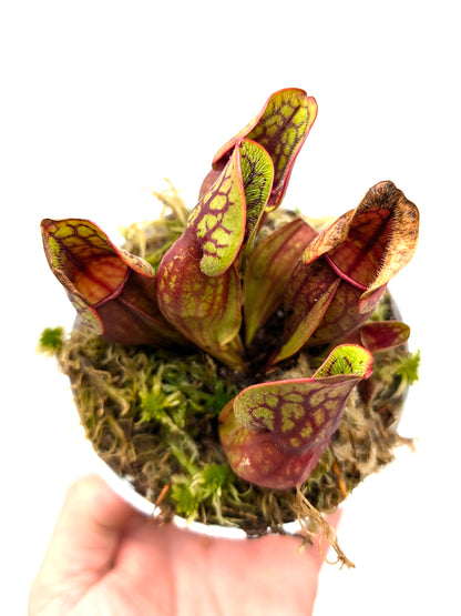 Sarracenia purpurea ssp. purpurea var. ripicola