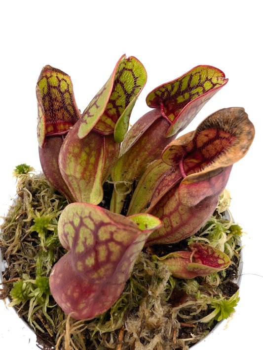 Sarracenia purpurea ssp. purpurea var. ripicola