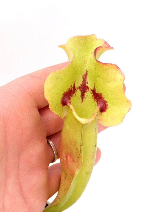 Sarracenia 'Sorrow' x SELF