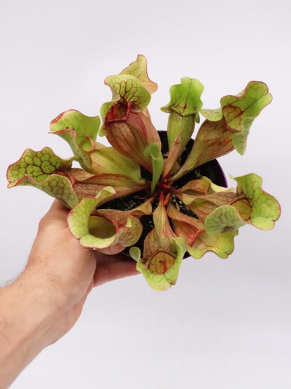 Sarracenia purpurea ssp. venös