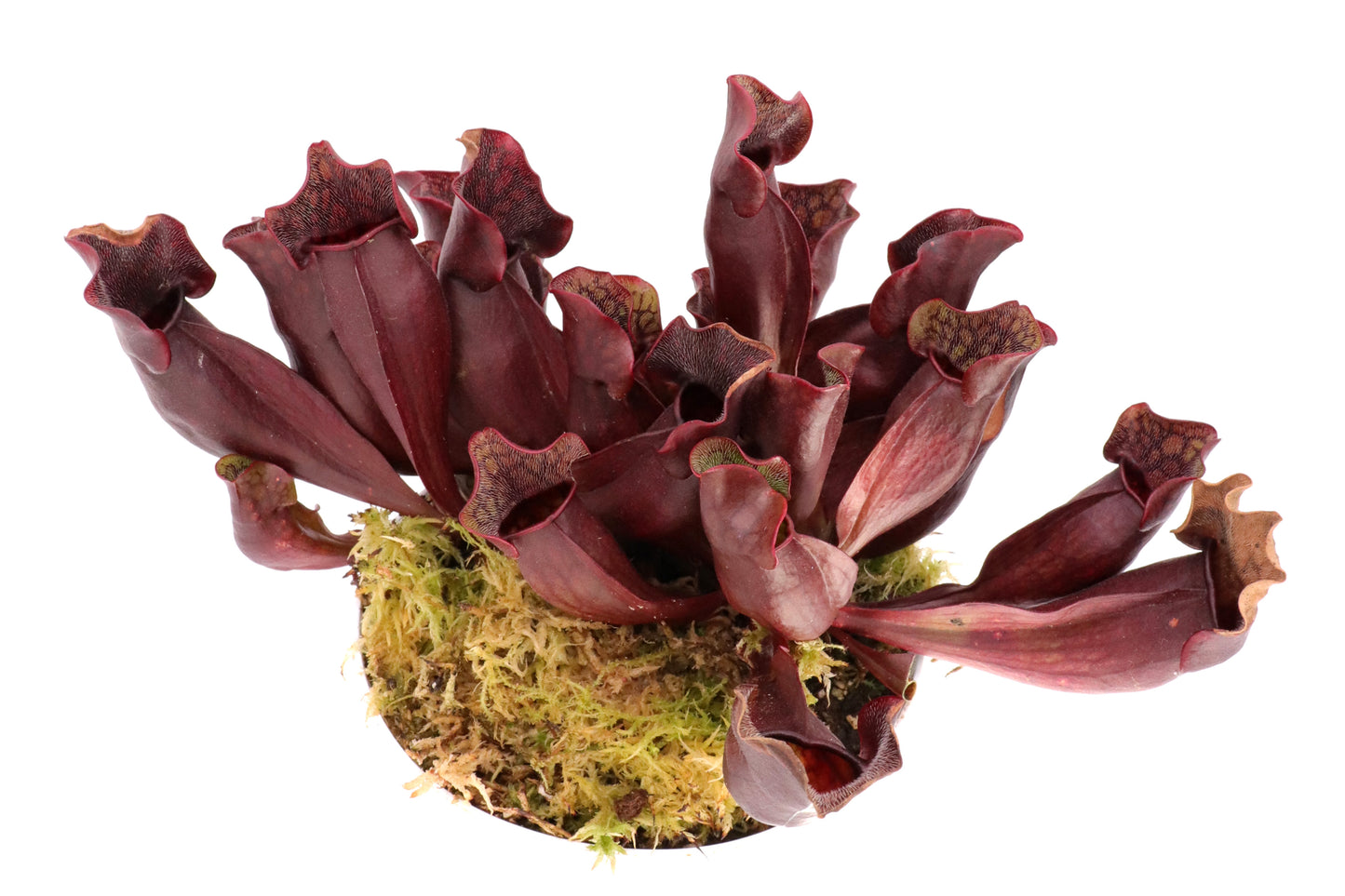 PV5 GC Sarracenia purpurea ssp. purpurea "Black Brown"
