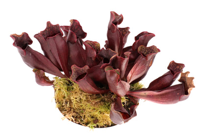 PV5 GC Sarracenia purpurea ssp. purpurea "Black Brown"