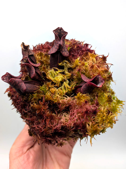 AUCTION 4: Sarracenia purpurea ssp. venosa "MINI BLACK" in live sphagnum moss