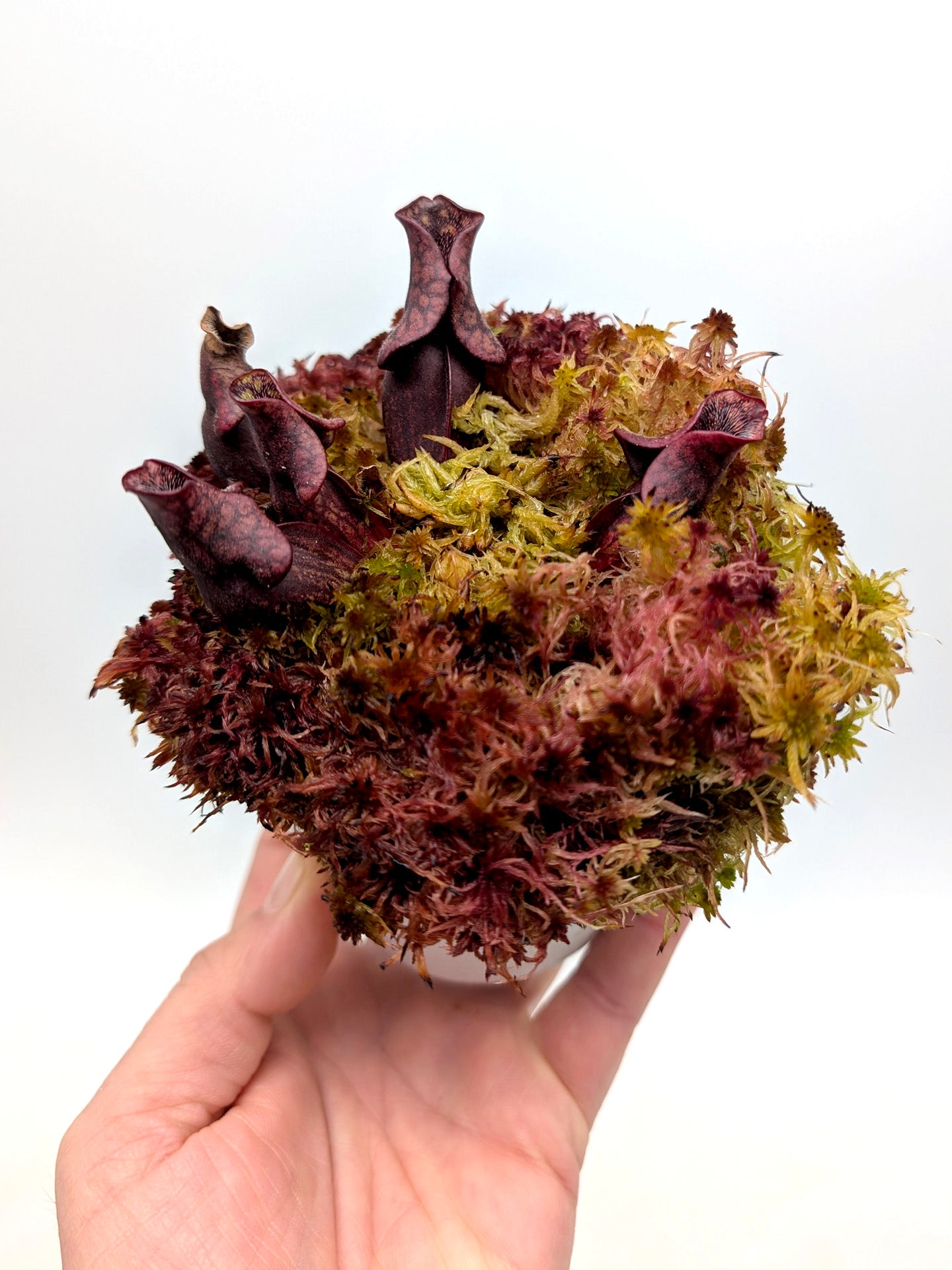 AUCTION 4: Sarracenia purpurea ssp. venosa "MINI BLACK" in live sphagnum moss