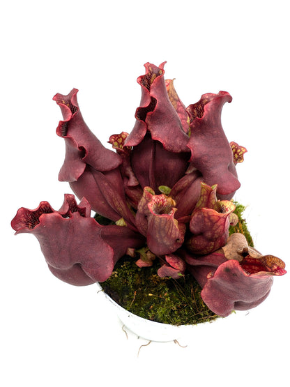 ASTA 7: Sarracenia purpurea ssp. venosa "Dark Ruffled and Closed Lid"