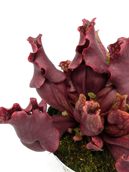 ASTA 7: Sarracenia purpurea ssp. venosa "Dark Ruffled and Closed Lid"