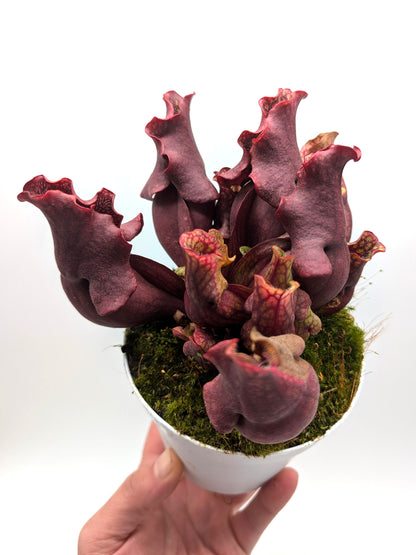 ASTA 7: Sarracenia purpurea ssp. venosa "Dark Ruffled and Closed Lid"