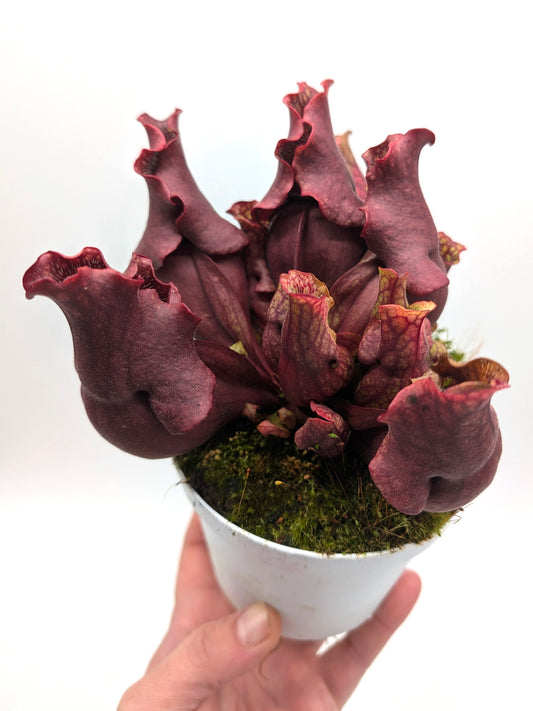 ASTA 7: Sarracenia purpurea ssp. venosa "Dark Ruffled and Closed Lid"