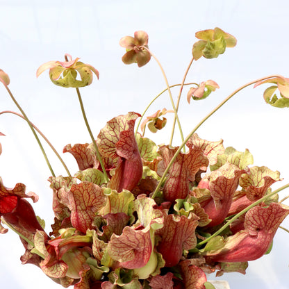 PV1 GC   Sarracenia purpurea ssp. venosa "Giant"