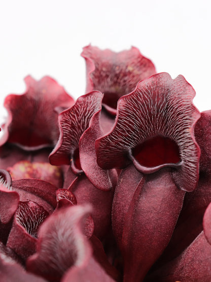 PV9 GC Sarracenia purpurea ssp. venosa "Buddha Belly Seedgrow GC SELECTION"