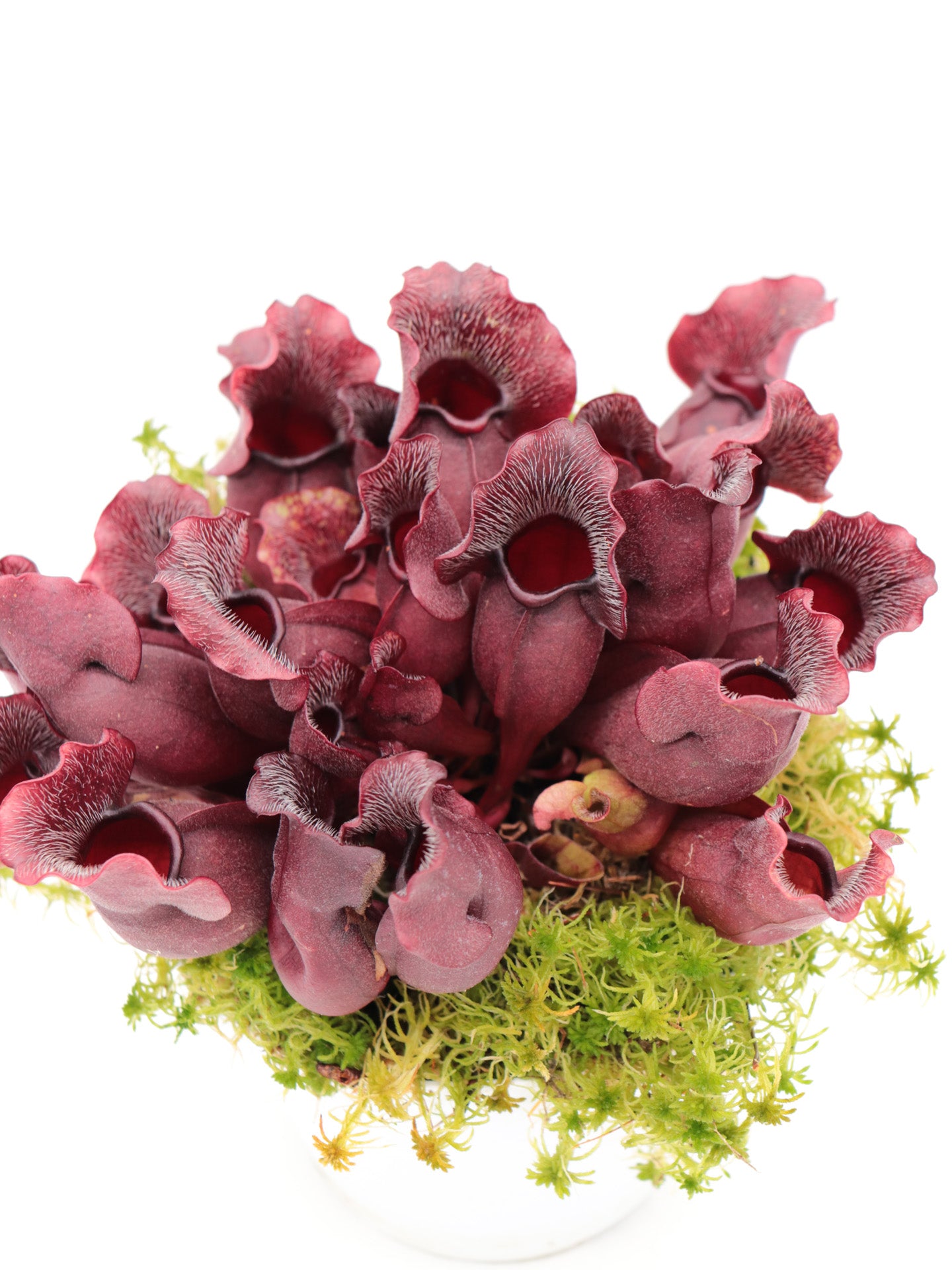 PV9 GC Sarracenia purpurea ssp. venosa "Buddha Belly Seedgrow GC SELECTION"