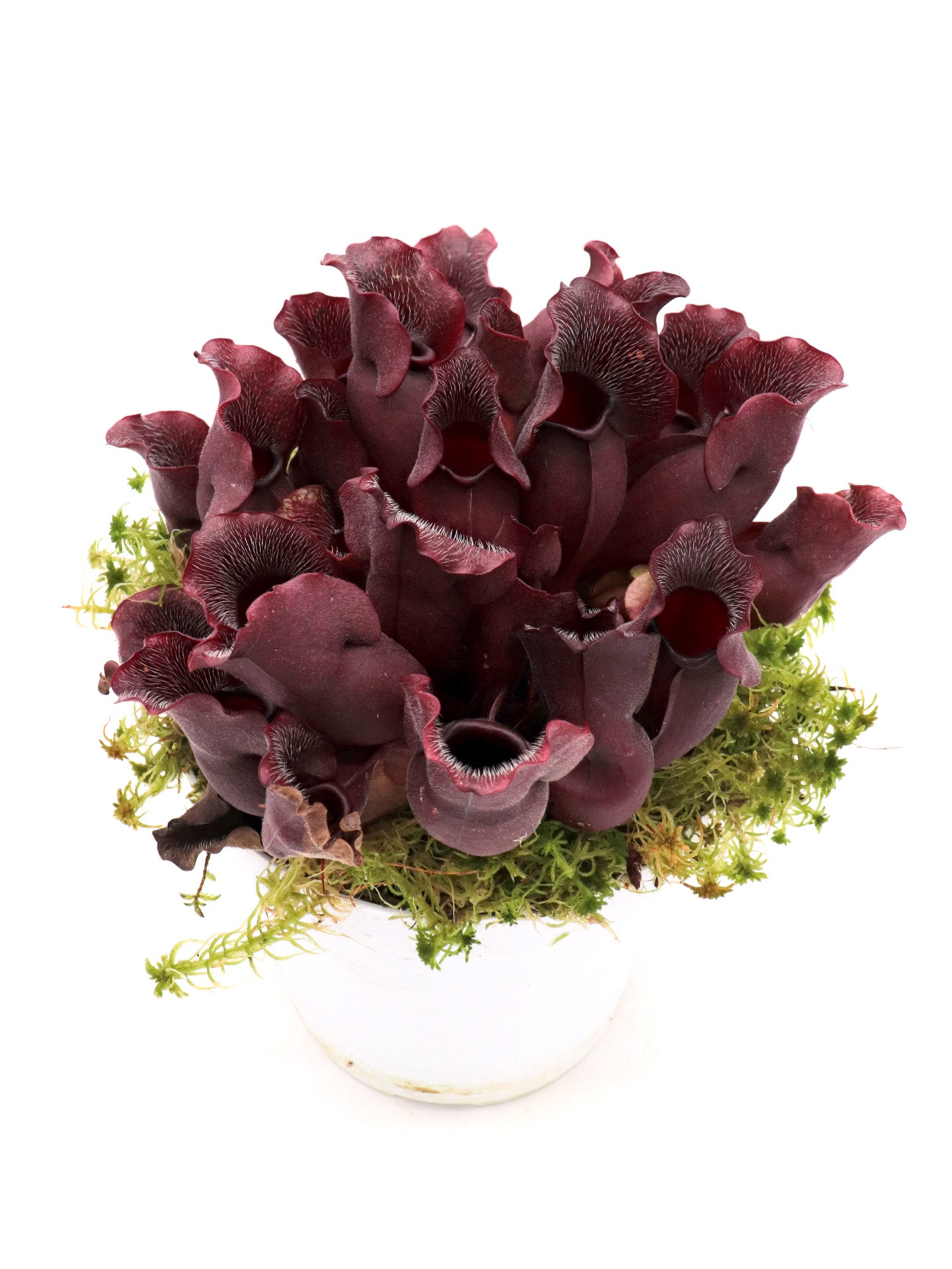 PV9 GC Sarracenia purpurea ssp. venosa "Buddha Belly Seedgrow GC SELECTION"