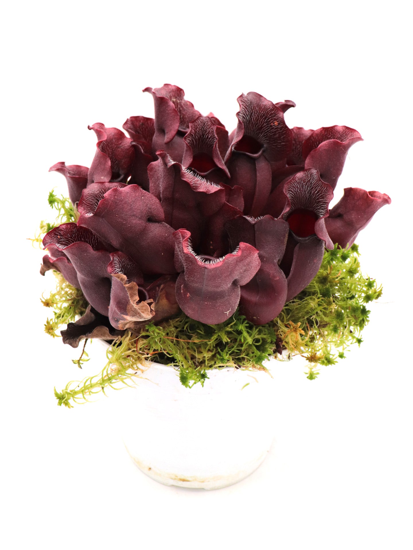 PV9 GC Sarracenia purpurea ssp. venosa "Buddha Belly Seedgrow GC SELECTION"