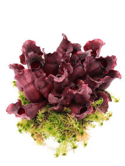 PV9 GC Sarracenia purpurea ssp. venosa "Buddha Belly Seedgrow GC SELECTION"