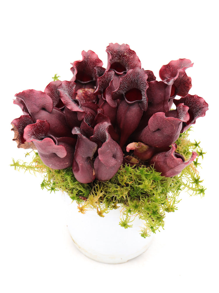 PV9 GC Sarracenia purpurea ssp. venosa "Buddha Belly Seedgrow GC SELECTION"