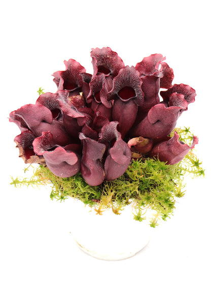 PV9 GC Sarracenia purpurea ssp. venosa "Buddha Belly Seedgrow GC SELECTION"