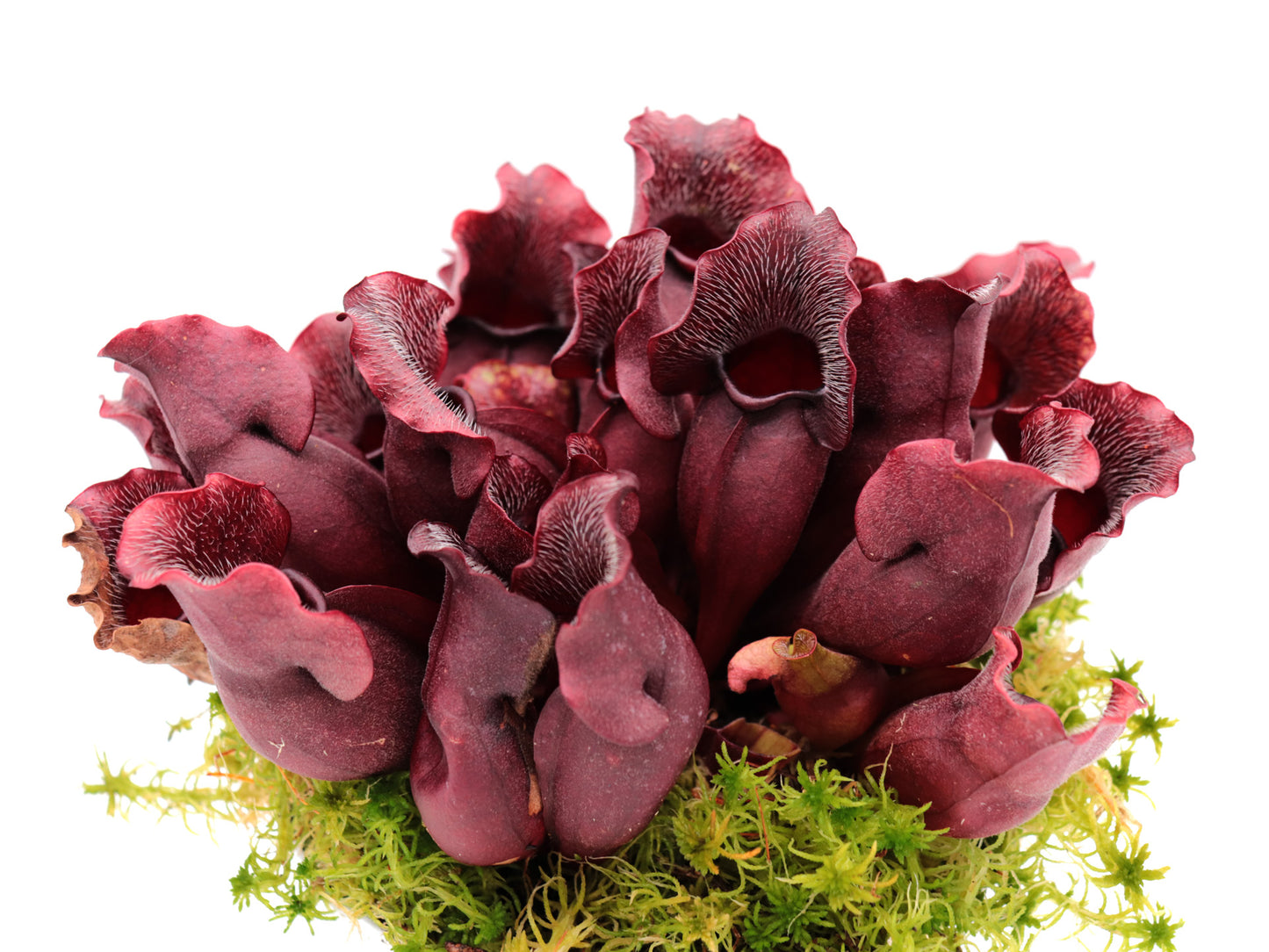 PV9 GC Sarracenia purpurea ssp. venosa "Buddha Belly Seedgrow GC SELECTION"